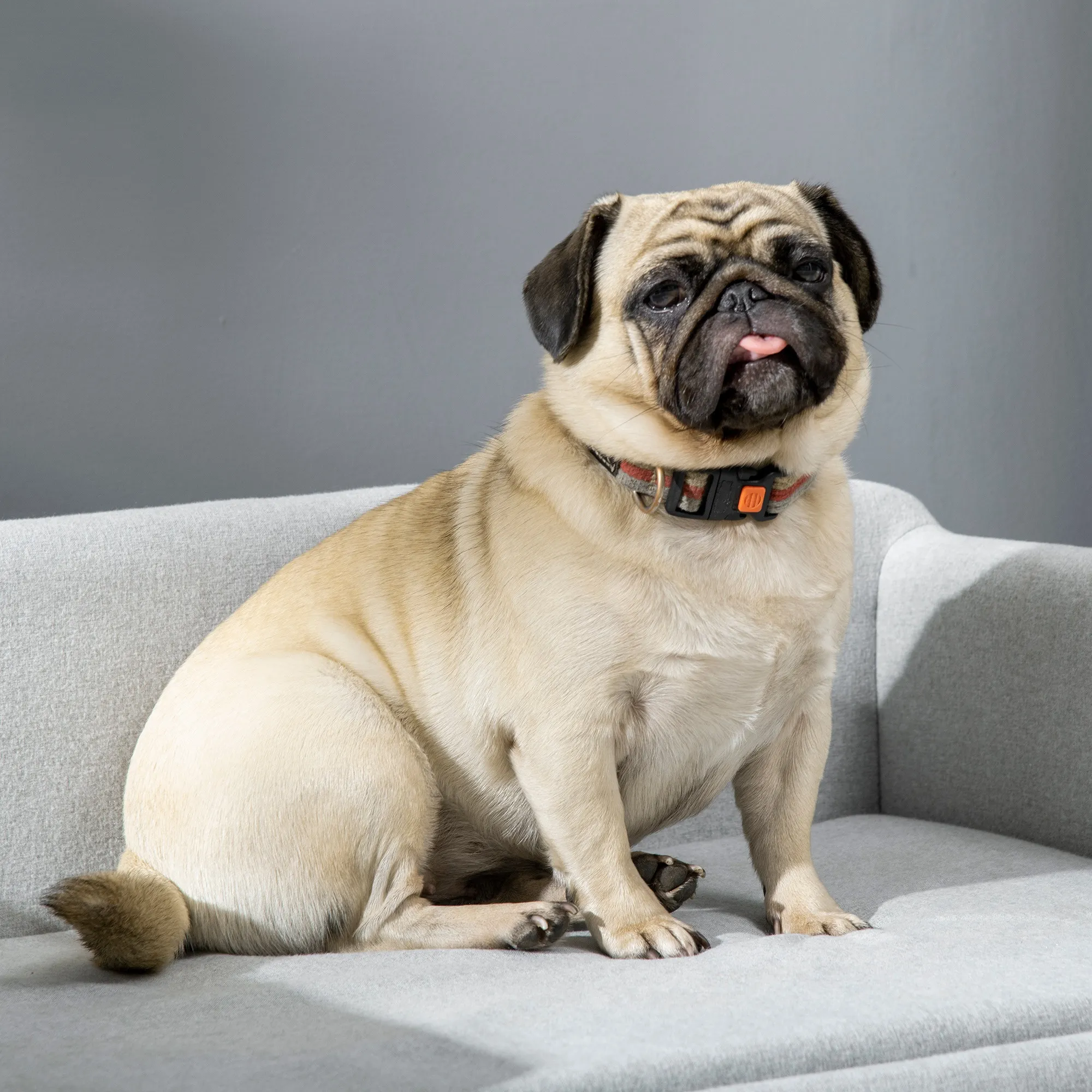Hundesofa aus Samt mit Holzbeinen, 82x54x36 cm, Hellgrau