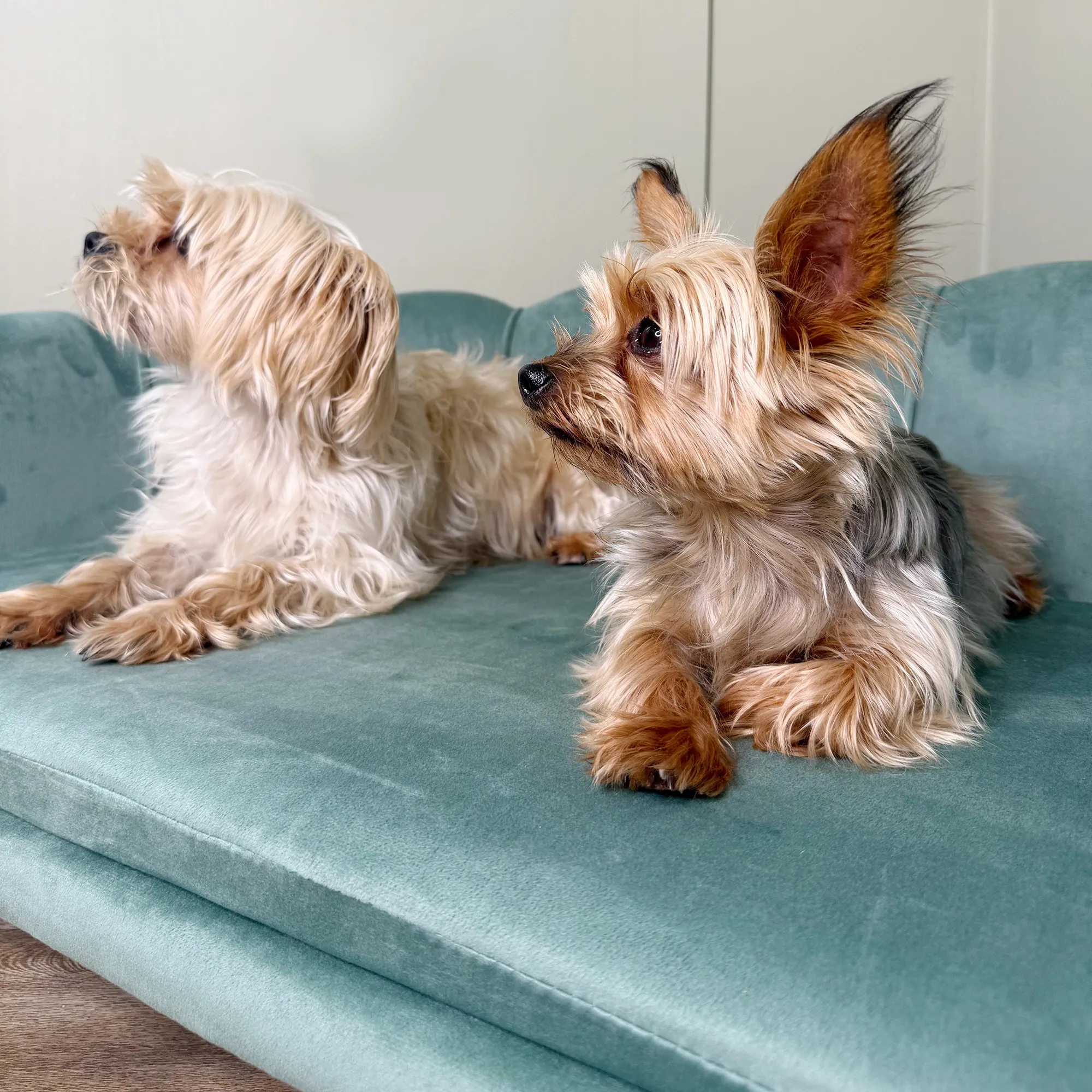 Hundesofa für Hunde bis 25 kg aus Birkenholz, Grün